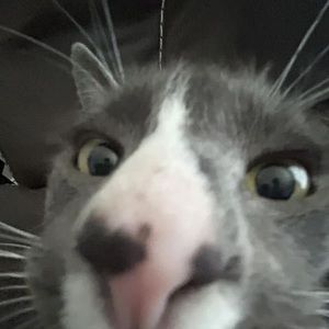 Meet your Posher, Duston